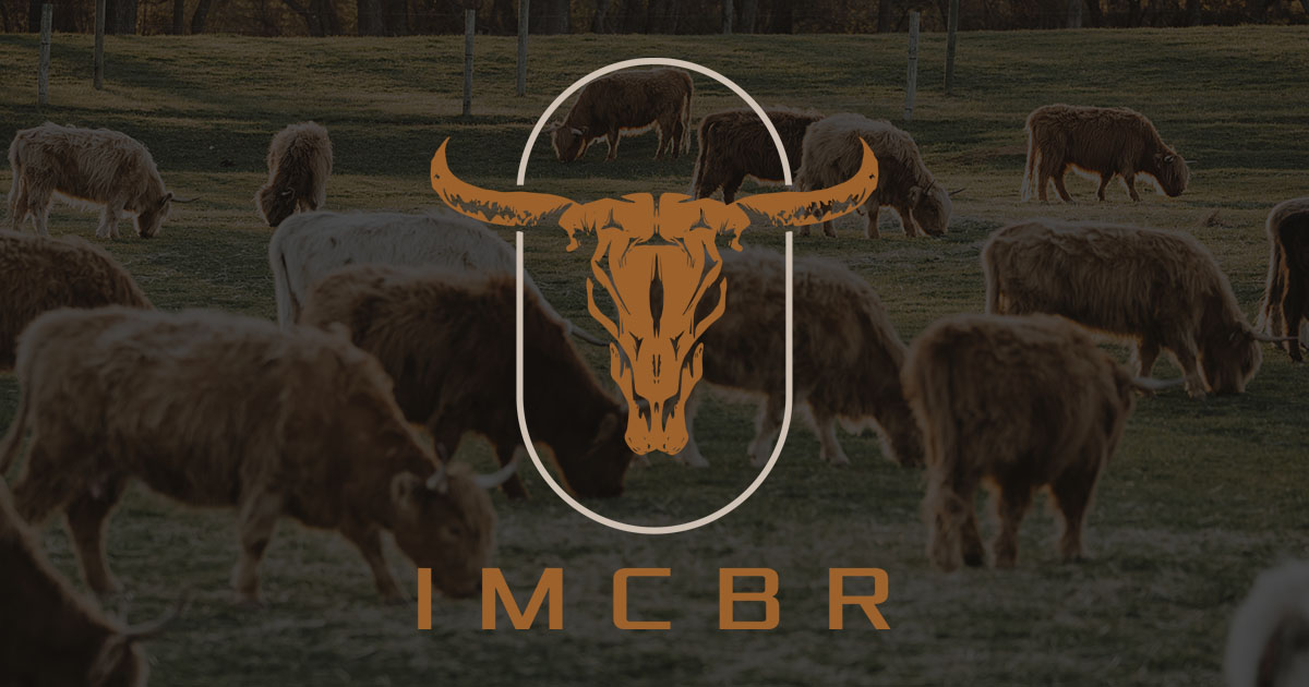 Shop Mini Jersey Bull Semen • Rocking Robin Ranch Mini Jersey Cattle in  Prescott, AZ