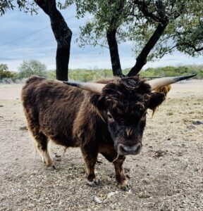 Rip – Mini Highland Bull