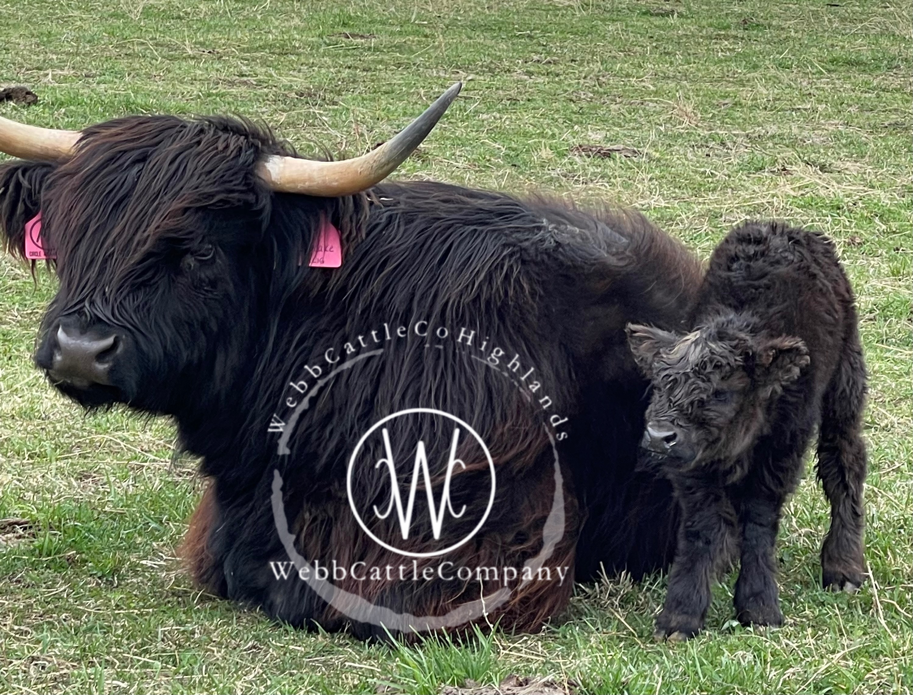 Breed Profile: Highland Cows