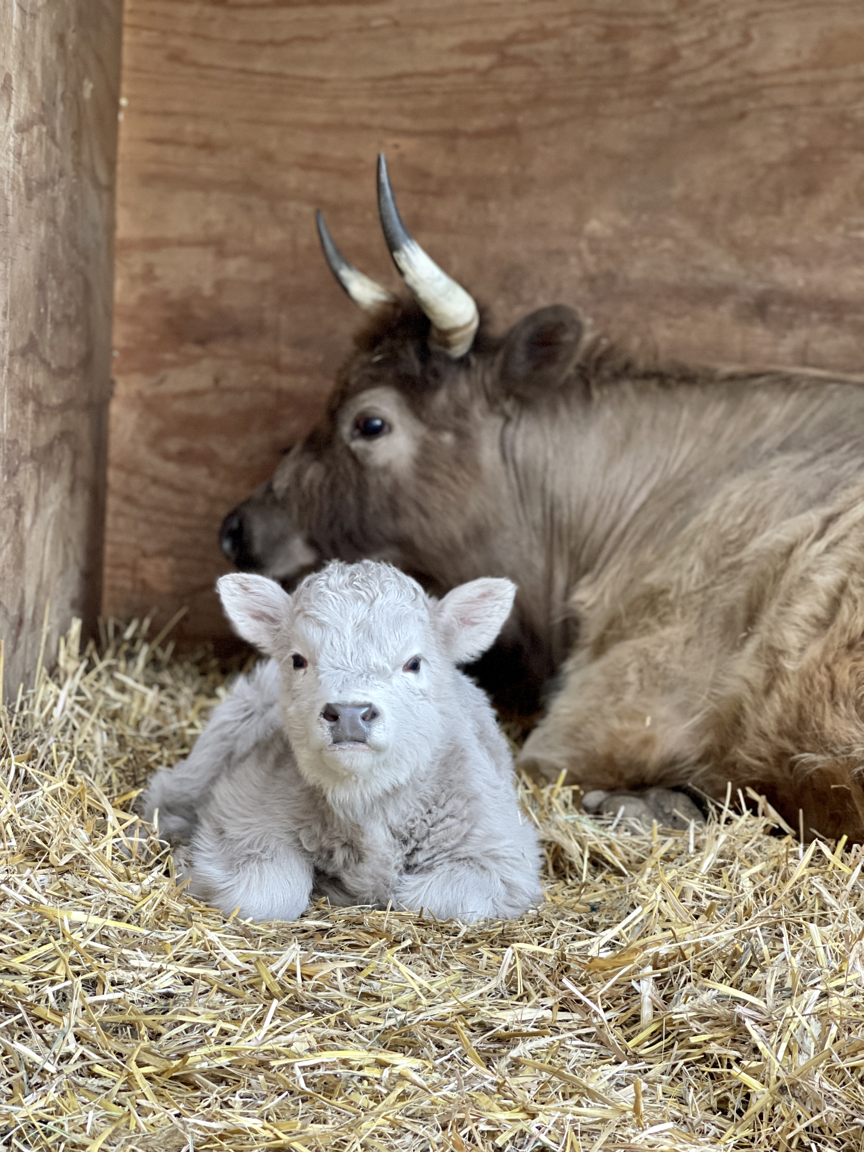 Ten-day-old baby highland cow 🥰, cattle, A family of miniature highland  cows welcomes its newest baby calf! 🐮🥰