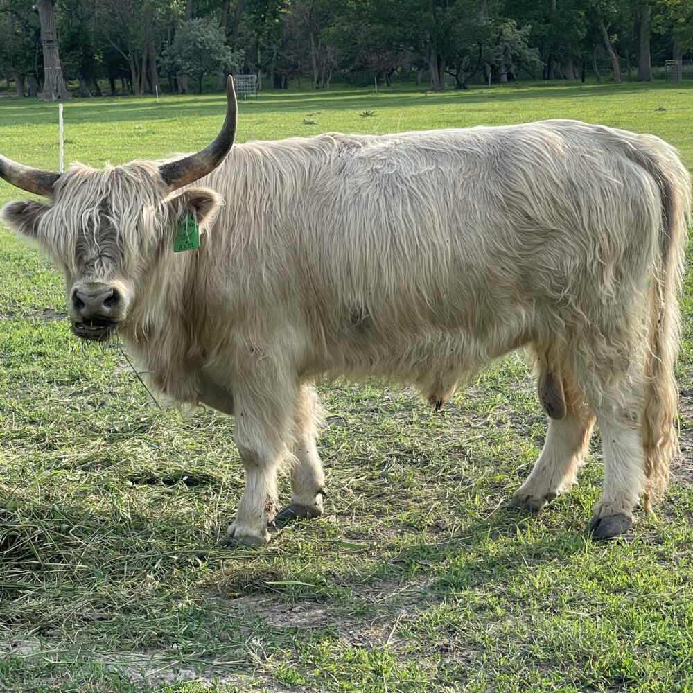 Mini Cattle Listings IMCBR Marketplace mini-cattle-listings-imcbr-marketplace