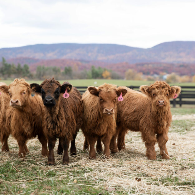 Cyrus Ridge Farm