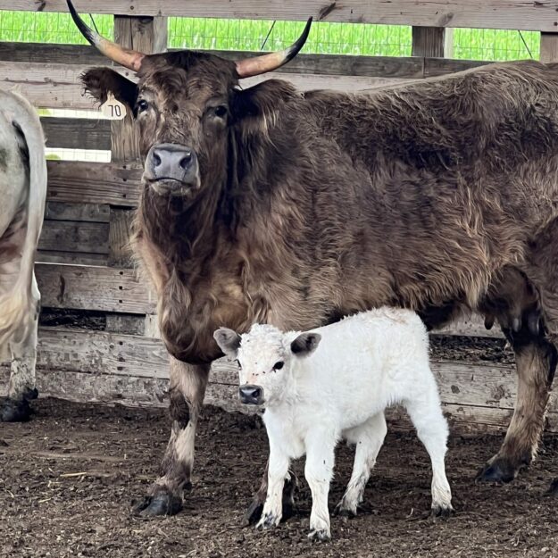 Farrago Valley Farm