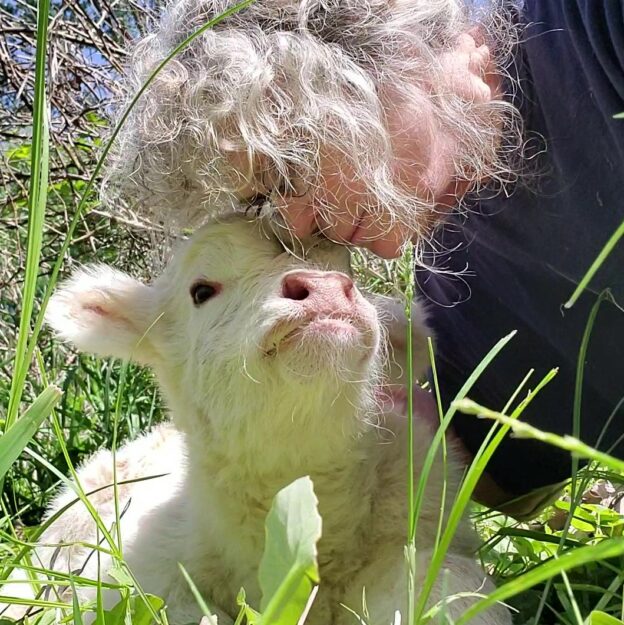 Rockin' G Ranch Mini Cattle