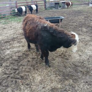 BULL "Cupid" Heart Breaker & Calf Maker