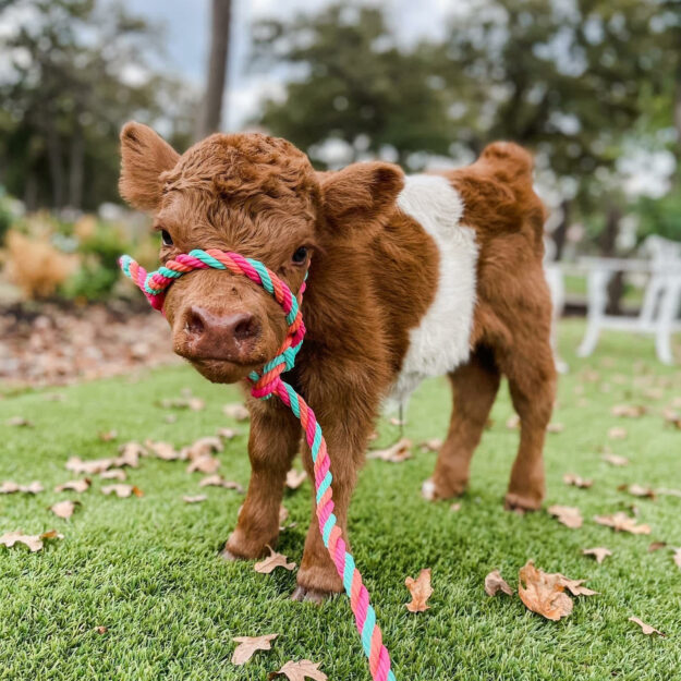 Champ Miniature Cattle