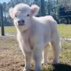 Chondro positive white bull calf. Webster, Fl. 15,000.00