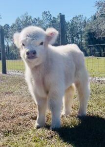 Chondro positive white bull calf. Webster, Fl. 15,000.00