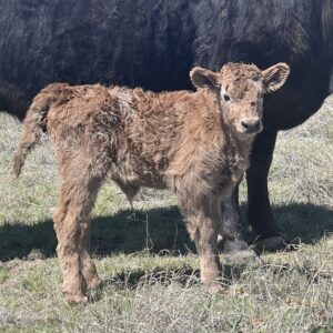 Mini Highland Heifer
