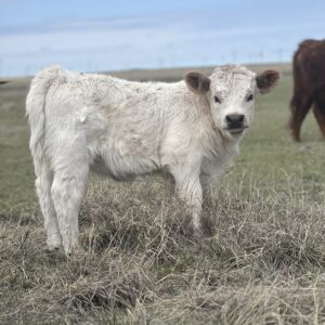 Highpark Heifer