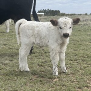 Highpark Heifer