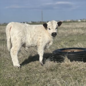 Highpark Heifer