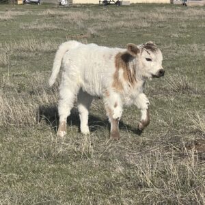 Highpark Bull