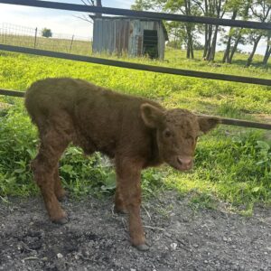 Highland Dexter Heifer