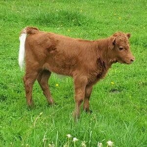Rockin' G Ranch Reba Miniature HiDex Heifer