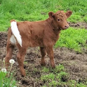 Rockin' G Ranch Reba Miniature HiDex Heifer