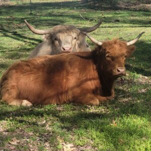 A Peculiar Farm Wilson & A Peculiar Farm Ruby