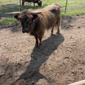 Highland & Highpark breeding pair!