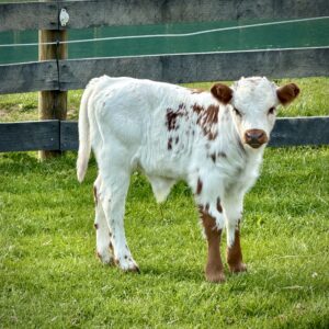 HighPark Bull