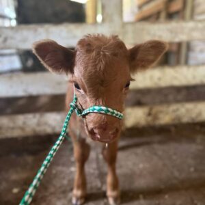 *Available* Miniature Highland Heifer Calf For Sale Gilreath Farms GF Mini Cattle Knoxville, TN