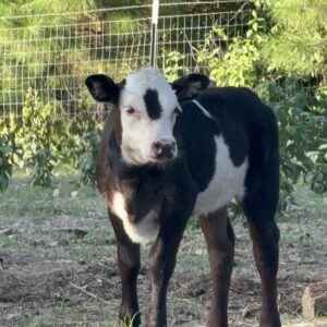 Mini Panda Heifer - 4F Farm