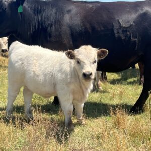 Highpark Heifer
