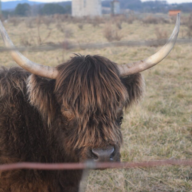 Shenandoah Highland