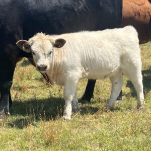 Highpark Heifer