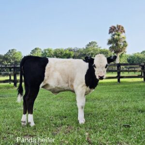 Mini Panda Heifer