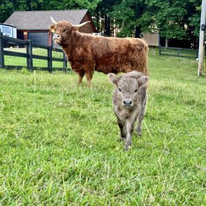 Dolly a Miniature Scottish Highland with Daisy May heifer calf