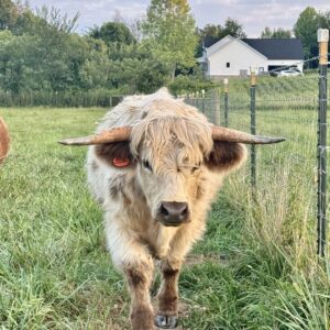 Cash Highpark Steer