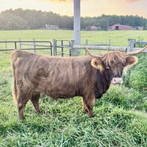 Reba Miniature Scottish HIghland