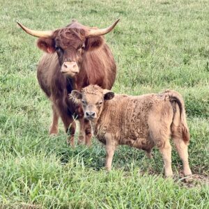 Maybelle Scottish Highland with bull calf Buster