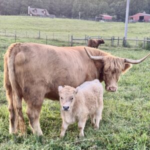 Loretta Scottish Highland With Hank (bull calf)