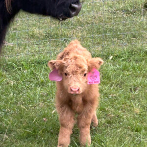 A Peculiar Farm Moo-Moo