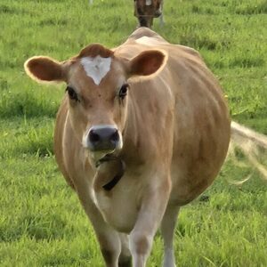 2 Mini Jerseys both expecting calves