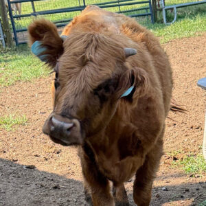 HHF Davina - HighPark Heifer