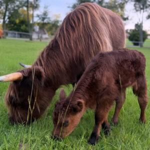 Lazy K Ranch - Rori Mini Highland Heifer (non chondro)