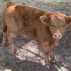 Lazy K Ranch - Dusti - Highland Bull Calf (NON-CHONDRO)