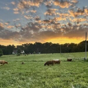 Miniature Scottish Highland Herd (9)