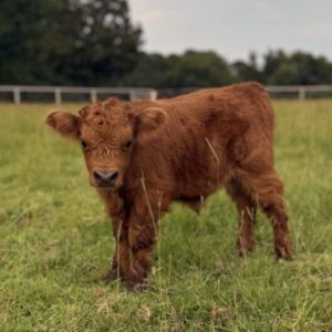 Lazy K Ranch - Theodore - Tiny Highland chondro positive bull calf
