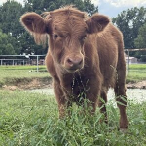 Lazy K Ranch - Dusti - Highland Bull Calf (NON-CHONDRO)