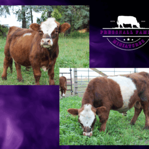 Pressnall Family Miniatures Brindle Belted x Mini Hereford Bull (chondro Negative)
