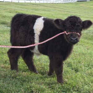 *Available* Miniature American Beltie / Mini Cookie Calf For Sale Gilreath Farms GF Mini Cattle Knoxville, TN - Oreo