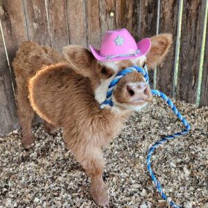 Blossom mini Highland cross Heifer