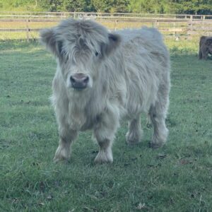 Micro mini highland heifer - Mini Pearl