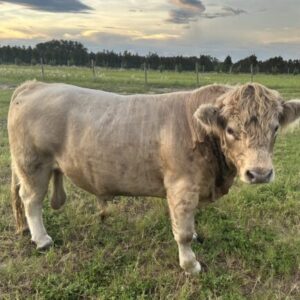 Axel (Chondro + Bull)