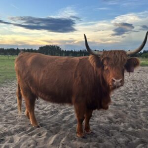 Tootsie Red Highland