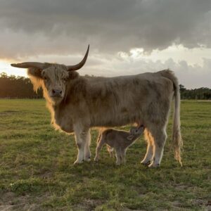 Simone and Calf, Max