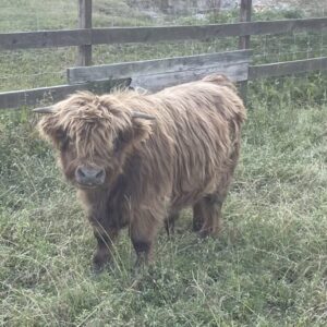 Micro mini bull! Shamgar